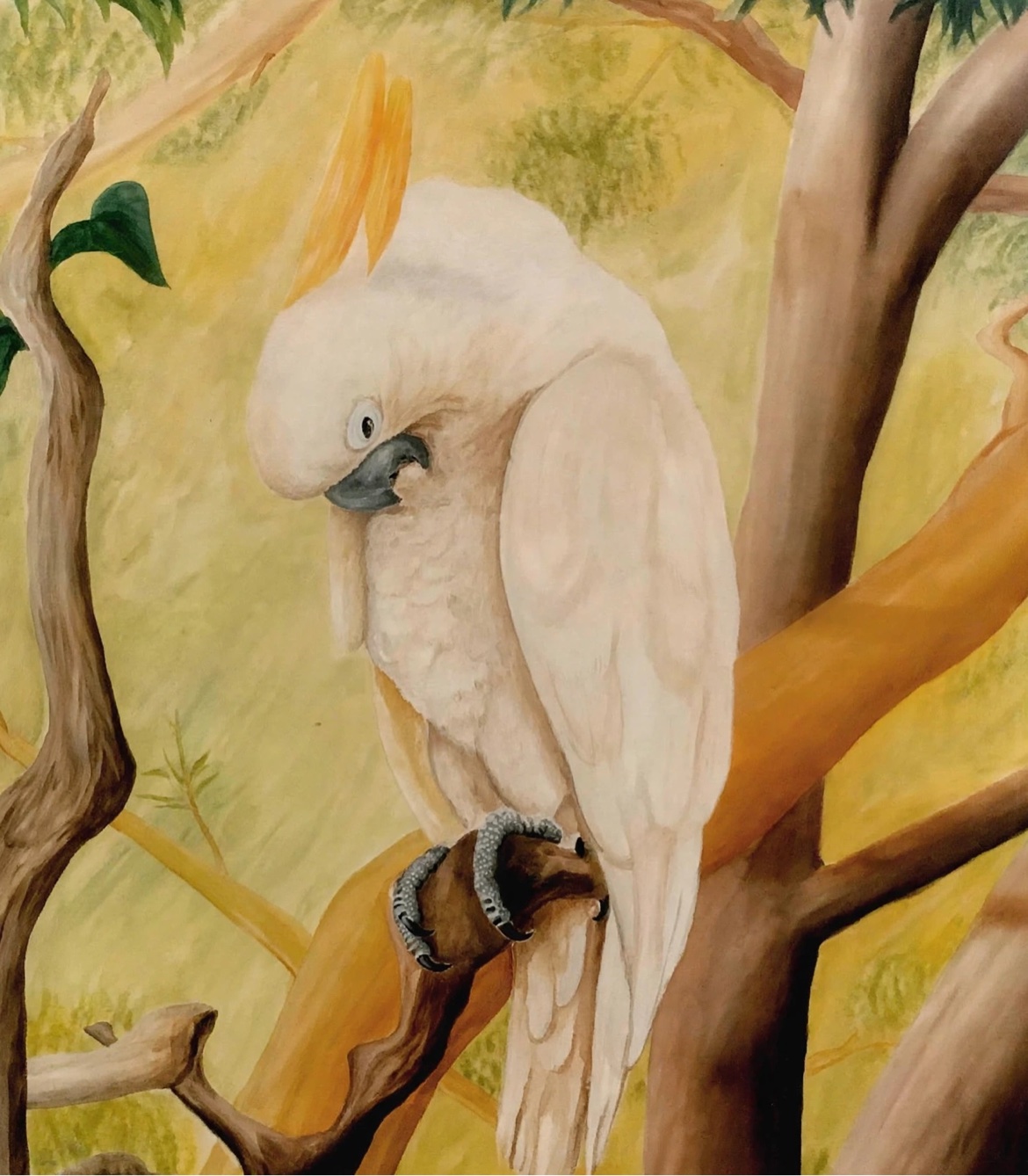 Original oil painting of a white cockatoo by Gerard Caulfield