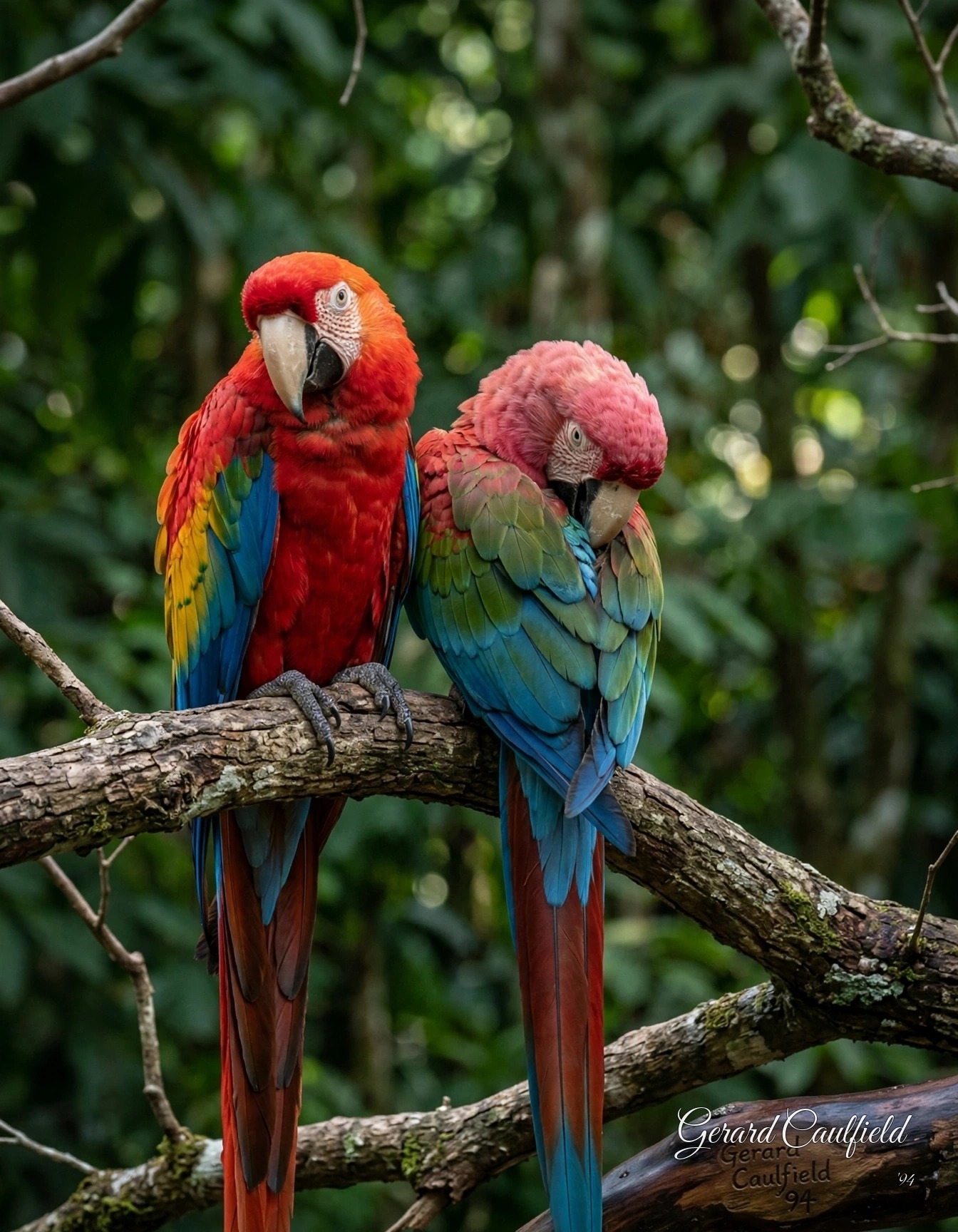 Signed realistic Art to AI version of two colorful macaws perched on a branch